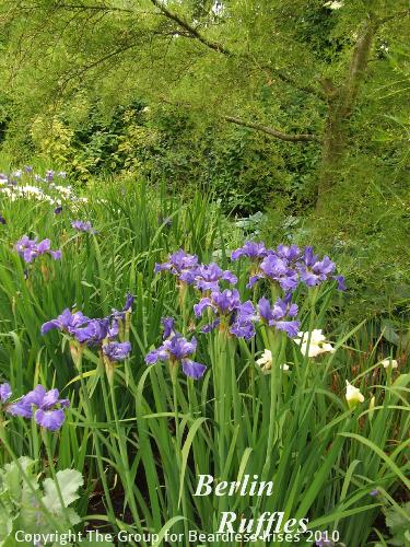 sib Berlin Ruffles (1)